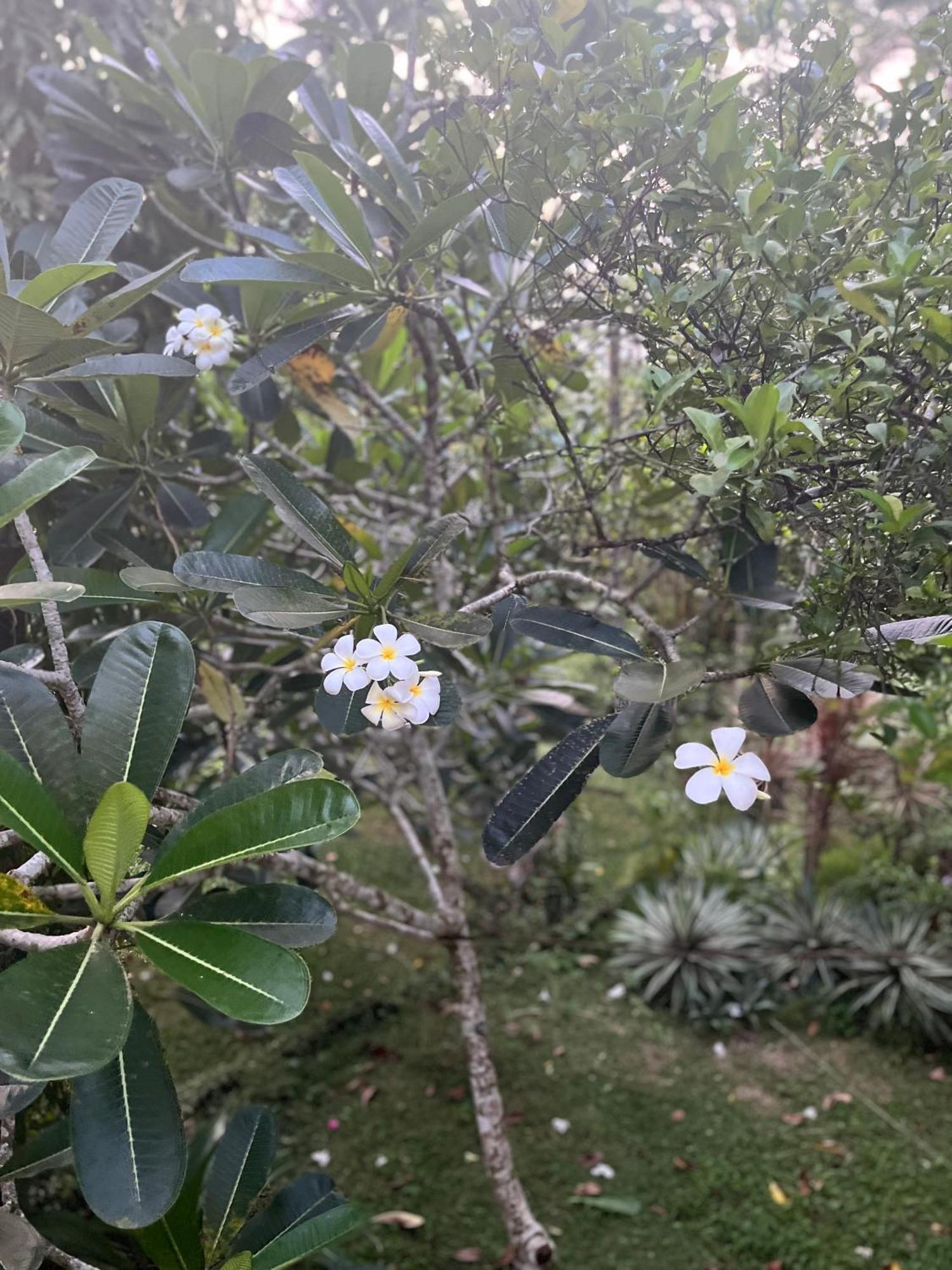 Swarnapaya Residence Bentota Luaran gambar